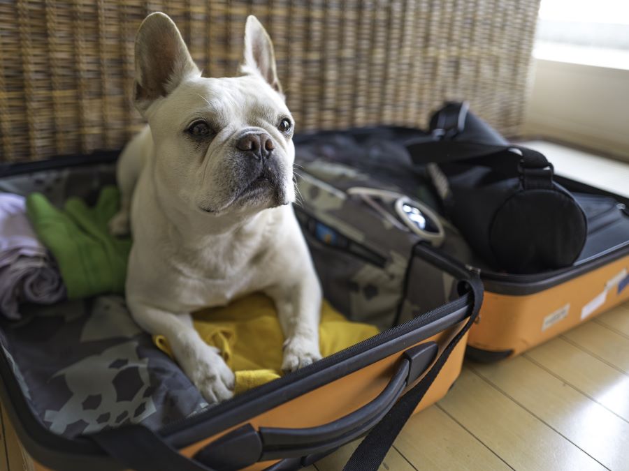 best-travel-insurance