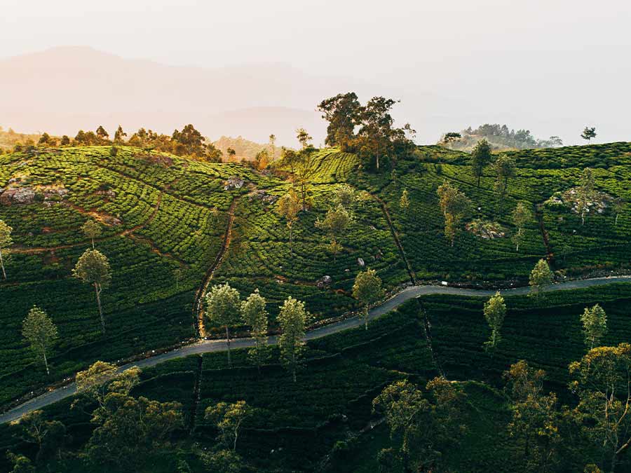 Fields in Sri Lanka