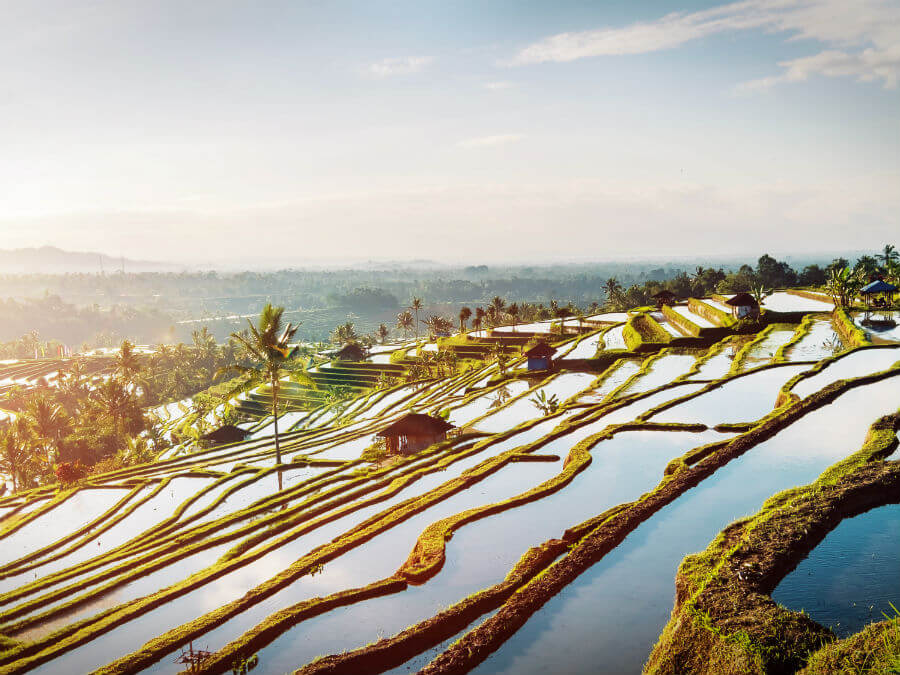 Rice fields, Bali